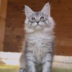 Luna Maine Coon female - Image 2