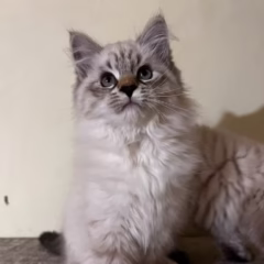 Misha Siberian male - Image 2