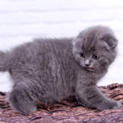 Jasper Scottish Fold male - Image 4