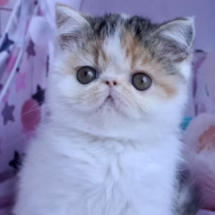Exotic Shorthair female for sale – Bella, 16 weeks old, tortoiseshell tabby and white, calm and affectionate