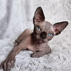 Onyx Sphynx male - Image 3