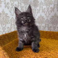 Ragnar Maine Coon male - Image 3
