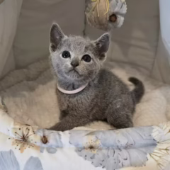 Viktor Russian Blue male - Image 4
