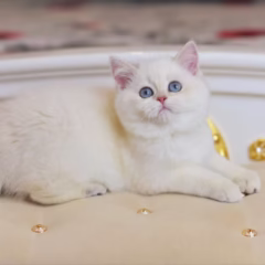 scottish straight lilac gold shaded point kitten for adoption female