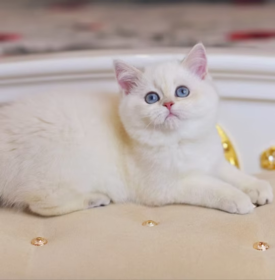 scottish straight lilac gold shaded point kitten for adoption female