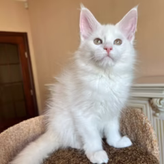 Maine Coon female for sale – Bianca, 17 weeks old, white coat with yellow eyes, sweet and affectionate