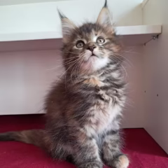 Maine Coon female for sale – Nyla, 18 weeks old, tortoiseshell marble, gentle and affectionate