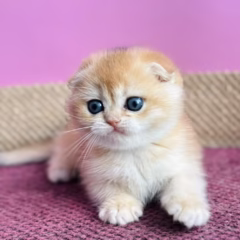 Max Scottish Fold male - Image 2