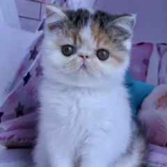 Bella Exotic Shorthair Female - Image 3