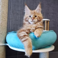 Rowan Maine Coon male - Image 3