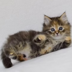 Katya Siberian female - Image 4