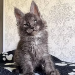Maine Coon male for sale – Atlas, 17 weeks old, black smoke coat, playful and affectionate