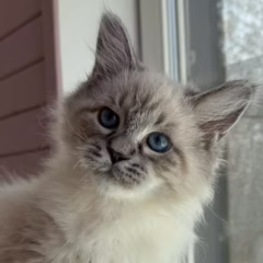 Nikolai Siberian male - Image 4