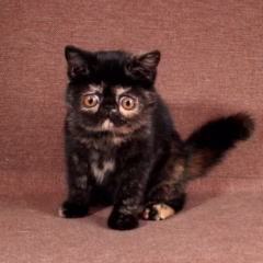 Scarlett Exotic Shorthair female - Image 2
