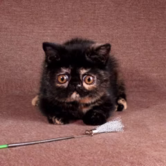 Exotic Shorthair female for sale – Scarlett, 16 weeks old, tortoiseshell coat, calm and affectionate