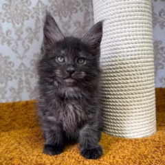 Ragnar Maine Coon male - Image 2