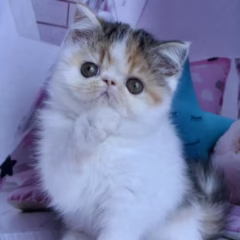 Bella Exotic Shorthair Female - Image 4