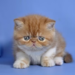 Ruby Exotic Shorthair Female - Image 4