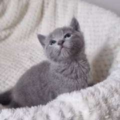 Mikhail Russian Blue male - Image 3