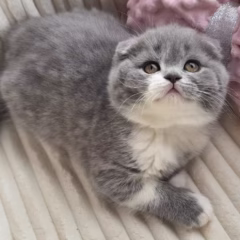 Bella Scottish Fold female - Image 5