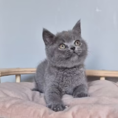 scottish straight blue kitten for adoption male