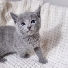 Mikhail Russian Blue male - Image 4