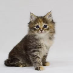 siberian kitten for adoption tortie mackerel tabby with white female