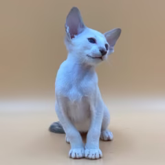 Orion Siamese male - Image 2