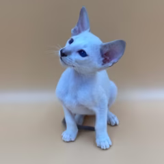 Orion Siamese male - Image 5