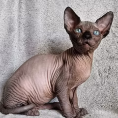 male sphynx kitten for adoption black blue eyesmale sphynx kitten for adoption black blue eyes