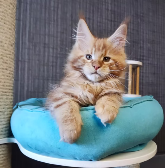 maine coon red marble kitten for adoption rowan male
