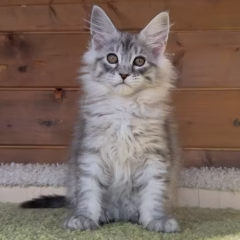 Luna Maine Coon female - Image 4