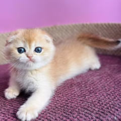 Max Scottish Fold male - Image 4