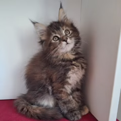 Nyla Maine Coon female - Image 3