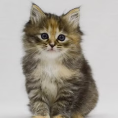 Katya Siberian female - Image 2