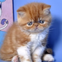 Ruby Exotic Shorthair Female - Image 5