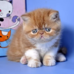 Ruby Exotic Shorthair Female - Image 3