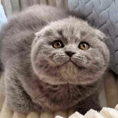 Leo Scottish Fold male - Image 3