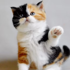 scottish straight black tabby tortoiseshell kitten for adoption female