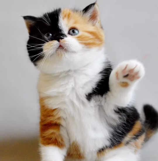 scottish straight black tabby tortoiseshell kitten for adoption female