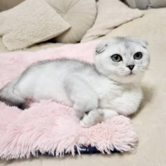 Felix Scottish Fold male - Image 4