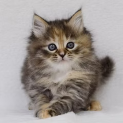 Katya Siberian female - Image 3