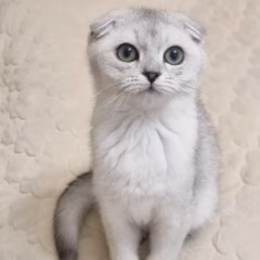 scottish fold black silver kitten for adoption male