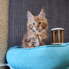 Rowan Maine Coon male - Image 4