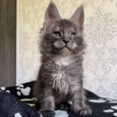 Atlas Maine Coon male - Image 3