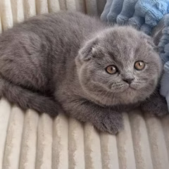 Leo Scottish Fold male - Image 4