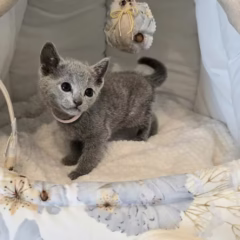 Viktor Russian Blue male - Image 5