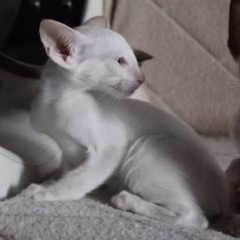 Leo Siamese male - Image 4
