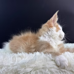 Phoenix Maine Coon male - Image 7