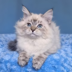 siberian kitten for adoption seal tabby point female